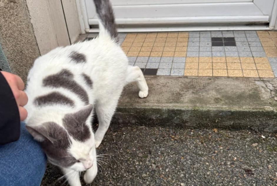 Alerte Découverte Chat Inconnu Plouay France Alerte Découverte Chat Inconnu Plouay France