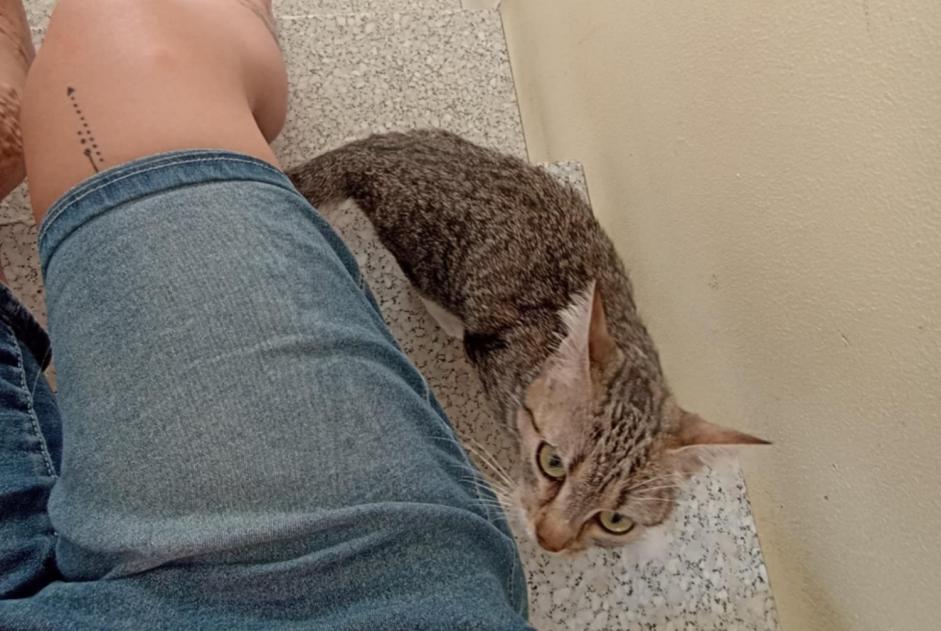 Alerte Découverte Chat Femelle Lorient France Alerte Découverte Chat Femelle Lorient France
