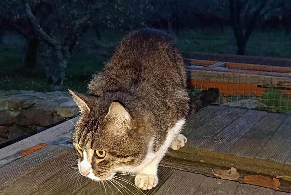 Alerte Découverte Chat croisement  Inconnu Pluvigner France