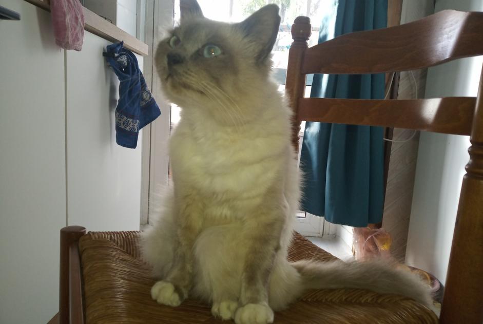 Alerte Disparition Chat croisement  Mâle , 2 ans Val d'Oust France