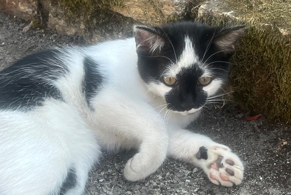 Alerte Découverte Chat croisement  Inconnu Locmiquélic France
