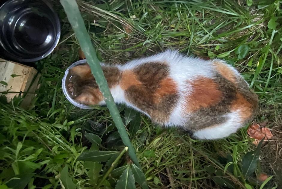 Avviso Ritrovamento Gatto Femmina Vannes Francia Avviso Ritrovamento Gatto Femmina Vannes Francia