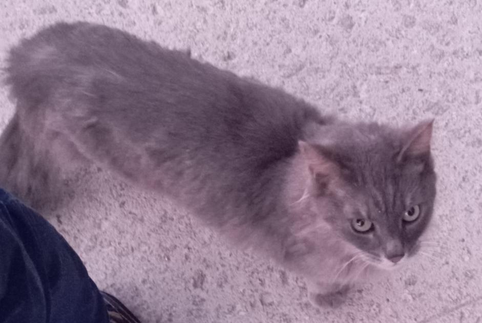 Avviso Ritrovamento Gatto Non conosciuta Lorient Francia