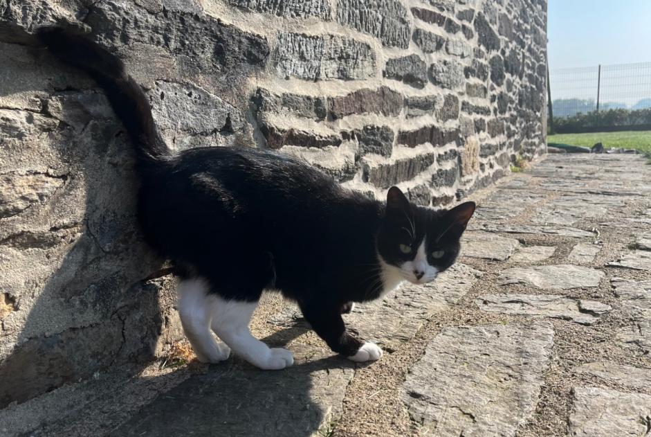 Avviso scomparsa Gatto  Femmina , 2 anni Pluméliau-Bieuzy Francia