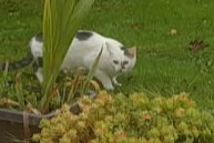 Avviso Ritrovamento Gatto Non conosciuta , 2 anni Peillac Francia Avviso Ritrovamento Gatto Non conosciuta , 2 anni Peillac Francia