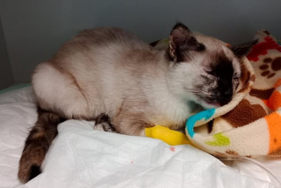 Avviso Ritrovamento Gatto  Femmina , Tra 4 e 6 mesi Missiriac Francia