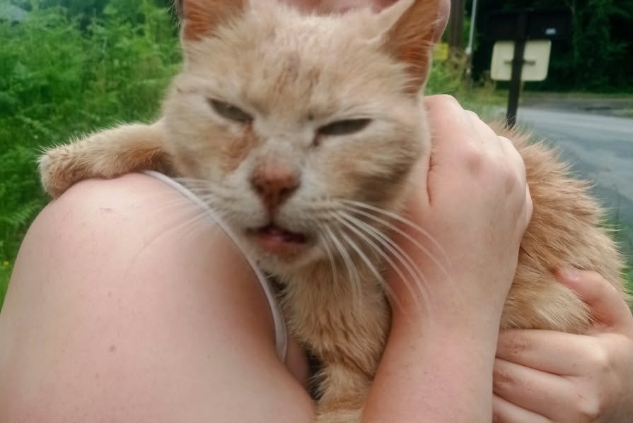 Avviso Ritrovamento Gatto Femmina Beignon Francia