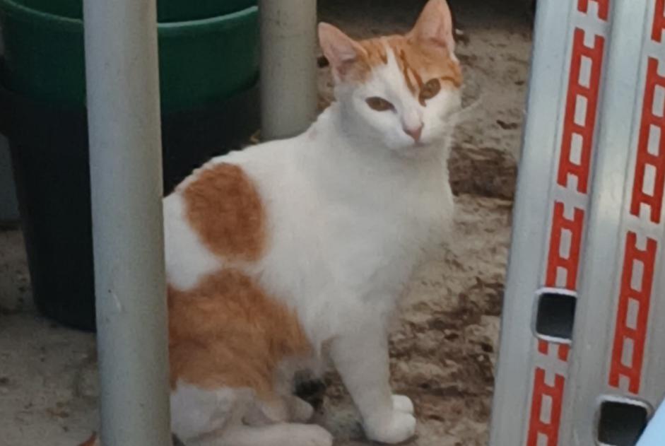 Avviso Ritrovamento Gatto Non conosciuta Questembert Francia Avviso Ritrovamento Gatto Non conosciuta Questembert Francia