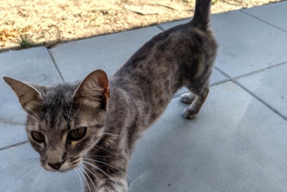 Avviso Ritrovamento Gatto incrocio di razze  Femmina Plouhinec Francia
