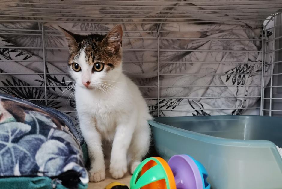 Ontdekkingsalarm Kat Mannetje Vannes Frankrijk