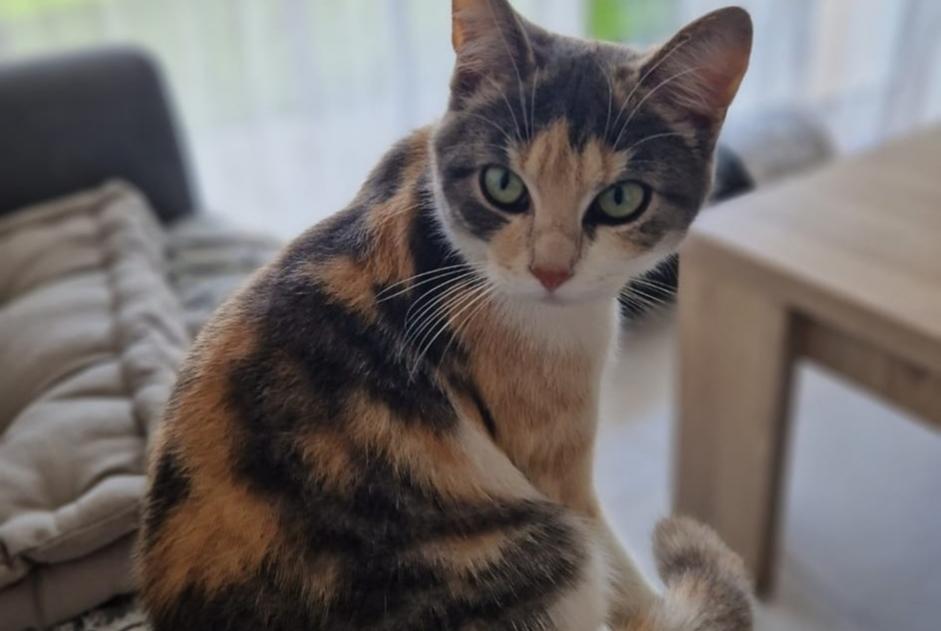 Verdwijningsalarm Kat  Vrouwtje , 1 jaar Guillac Frankrijk