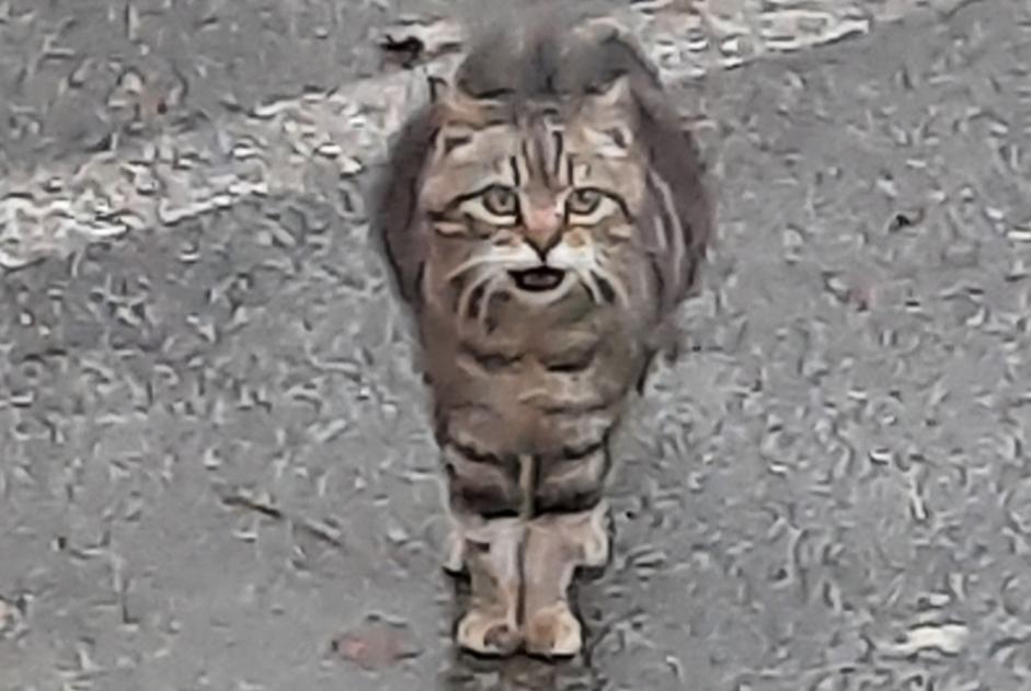 Ontdekkingsalarm Kat Vrouwtje Vannes Frankrijk