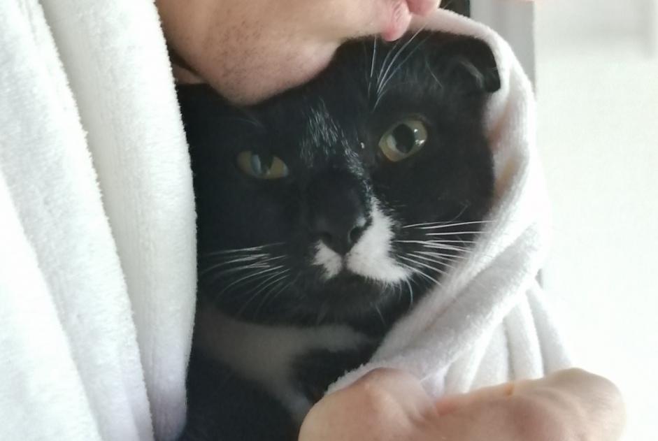 Verdwijningsalarm Kat Mannetje , 5 jaar Sulniac Frankrijk