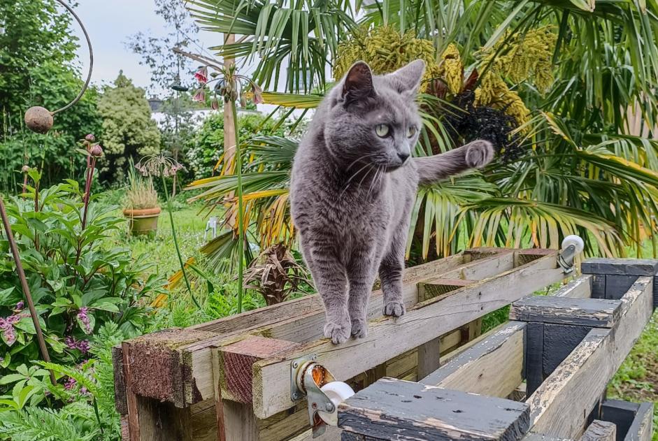 Alerta desaparecimento Gato Fêmea , 7 anos Trédion France