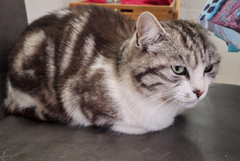Alerta desaparecimento Gato cruzamento  Fêmea , 6 anos Caudan France