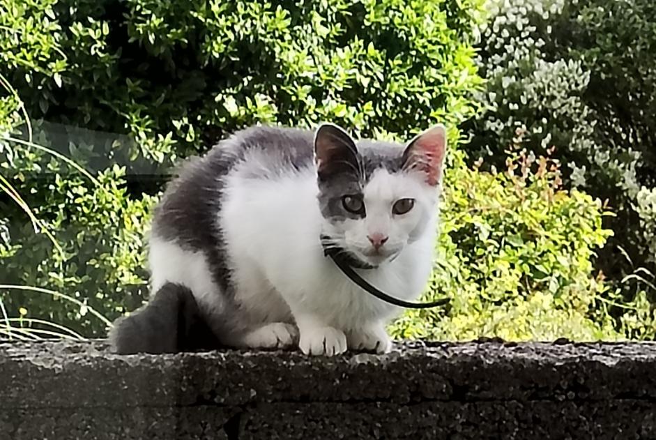 Alerta descoberta Gato Desconhecido Meslan France Alerta descoberta Gato Desconhecido Meslan France