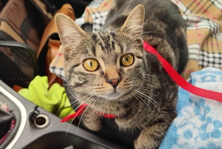 Alerta desaparecimento Gato Fêmea , 1 anos Auray France