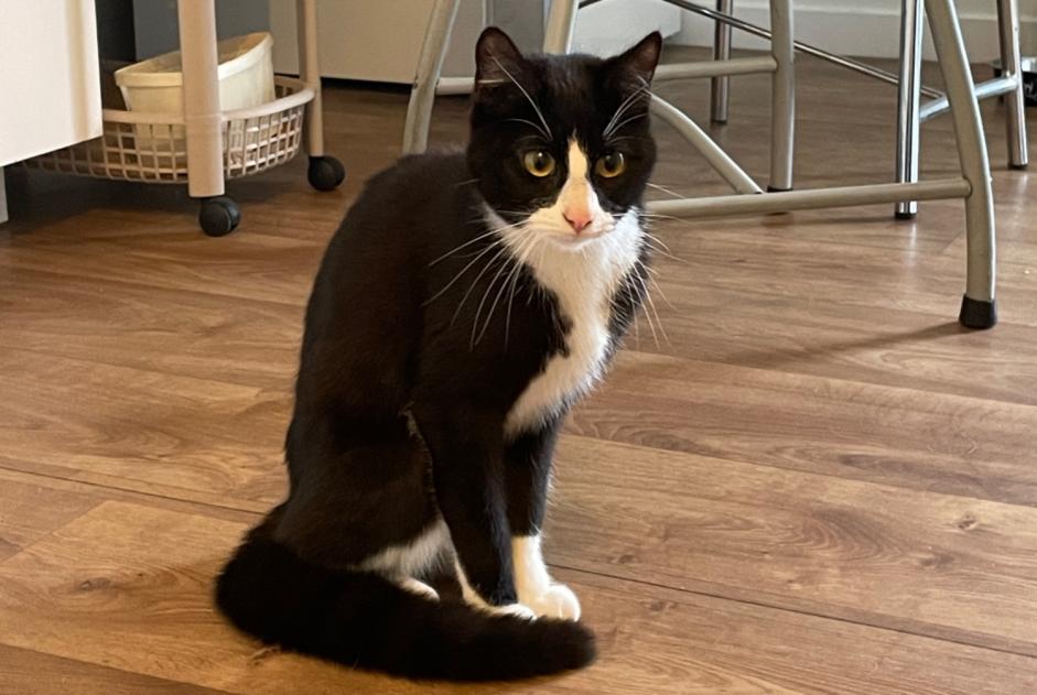 Alerta descoberta Gato cruzamento  Fêmea Lanester France