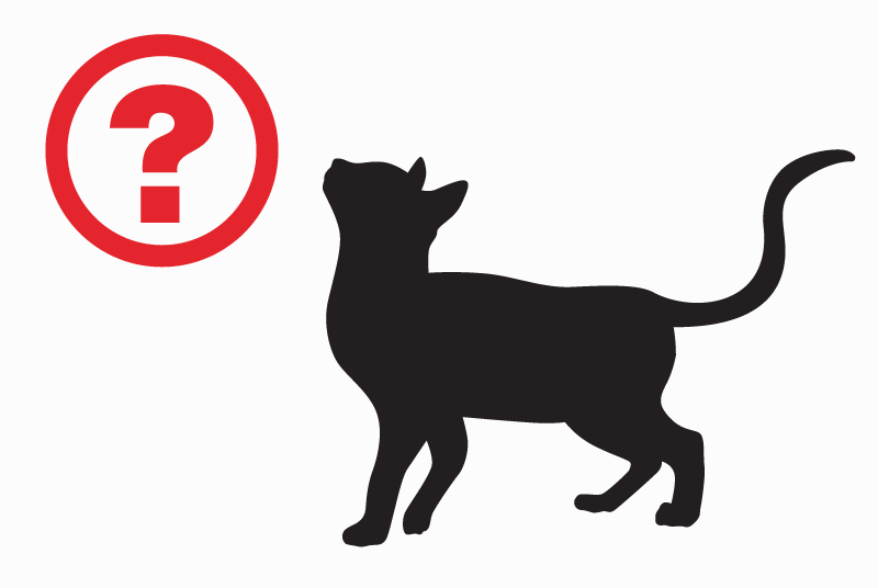 Discovery alert Cat miscegenation  Unknown Lorient France
